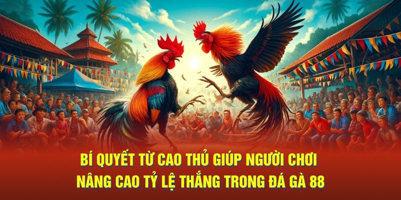 Bí quyết từ cao thủ giúp người chơi nâng cao tỷ lệ thắng trong đá gà 88