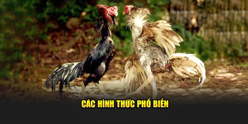 Các hình thức phổ biến