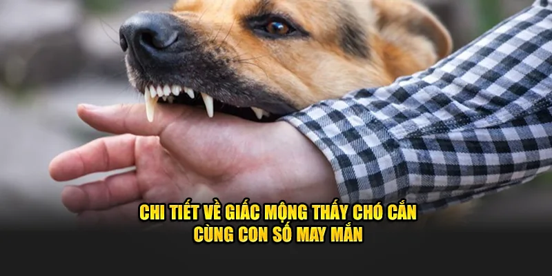 Chi tiết về giấc mộng thấy chó cắn cùng con số may mắn