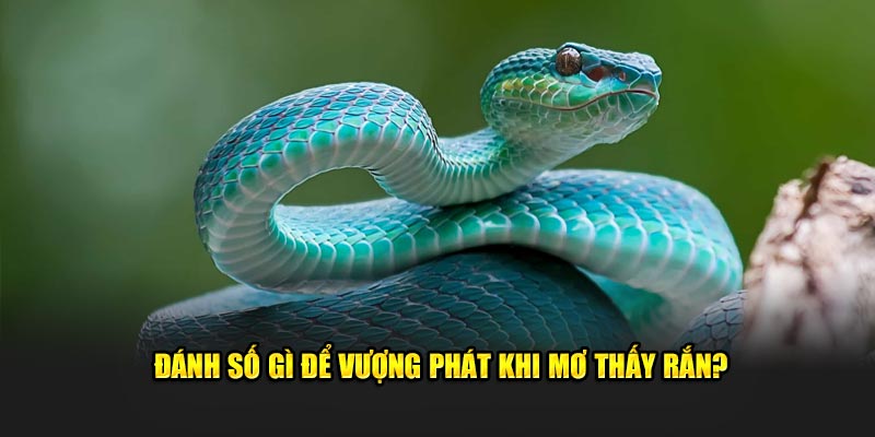 Đánh số gì để vượng phát khi mơ thấy rắn?