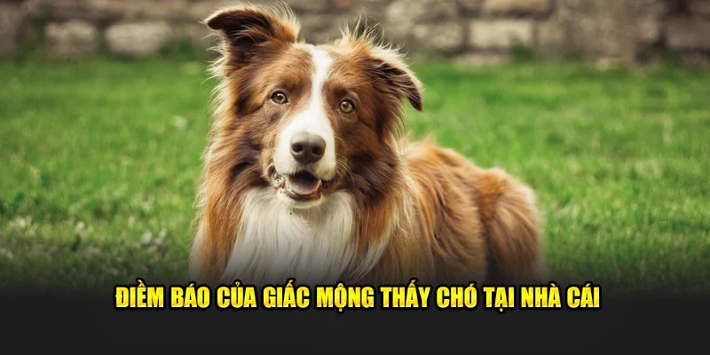 Điềm báo của giấc mộng thấy chó tại nhà cái