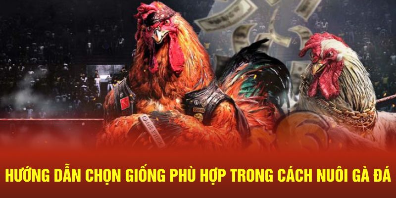 Hướng dẫn chọn giống phù hợp trong cách nuôi gà đá