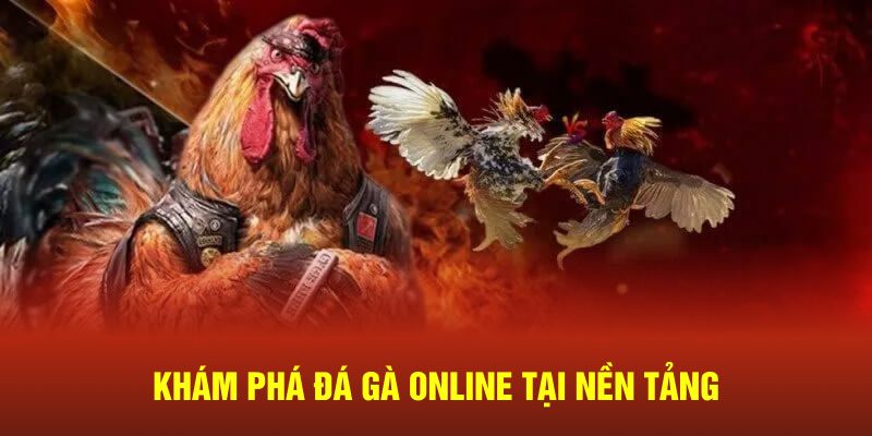 Khám phá đá gà online tại nền tảng