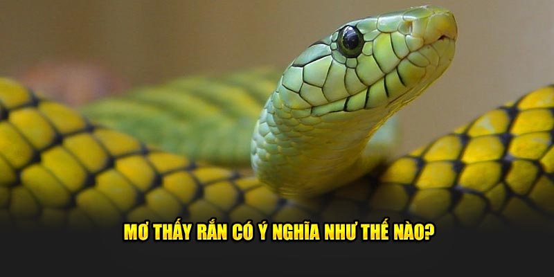 Mơ thấy rắn có ý nghĩa cụ thể như thế nào?