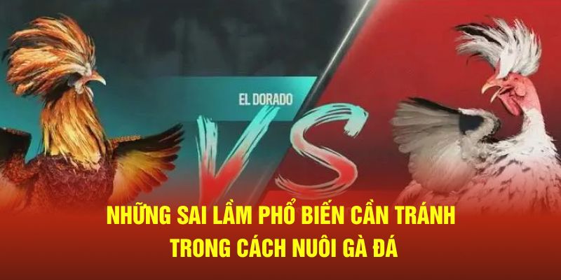 Những sai lầm phổ biến cần tránh trong cách nuôi gà đá