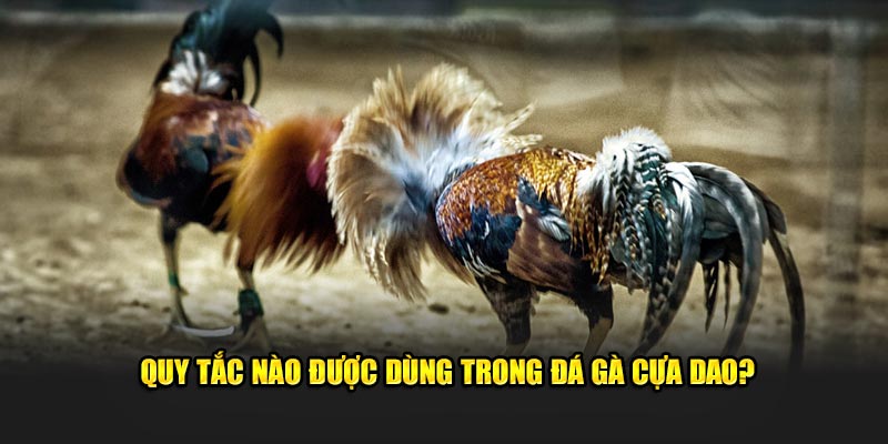 Quy tắc nào được dùng trong đá gà cựa dao?