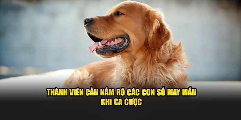 Thành viên cần nắm rõ các con số may mắn khi cá cược