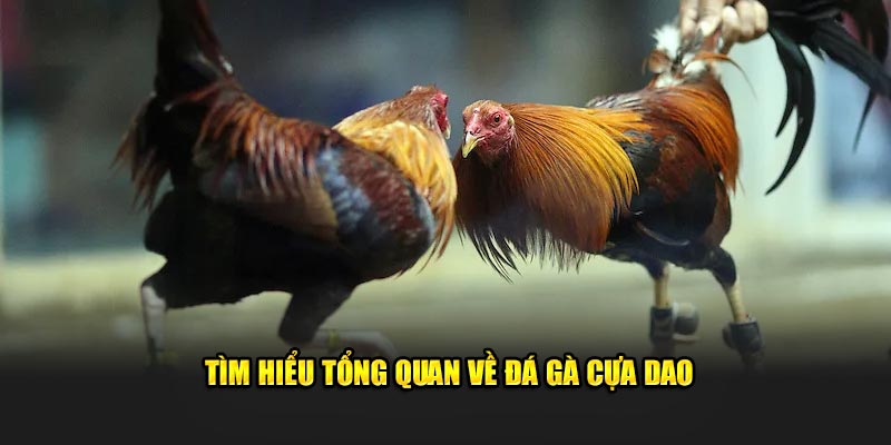 Tìm hiểu rõ nét về đá gà cựa dao