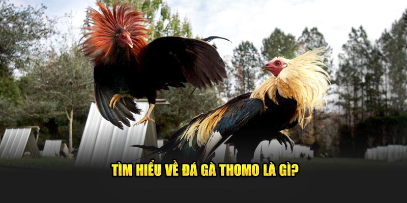 Tìm hiểu về đá gà Thomo là gì?