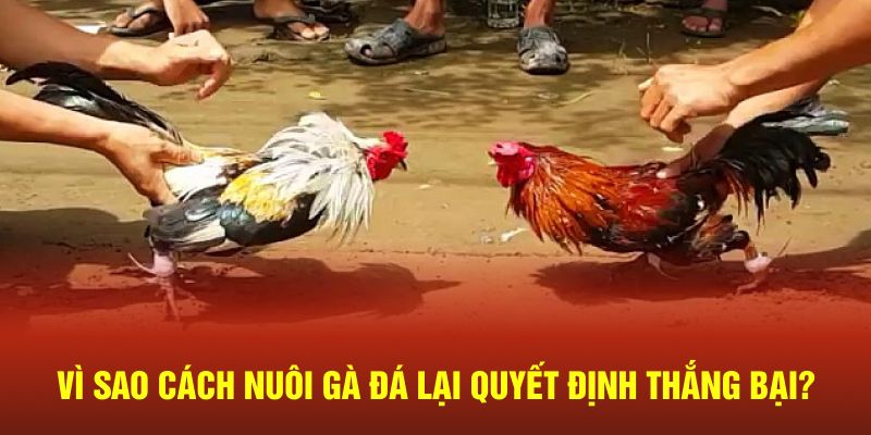 Vì sao cách nuôi gà đá lại quyết định thắng bại?