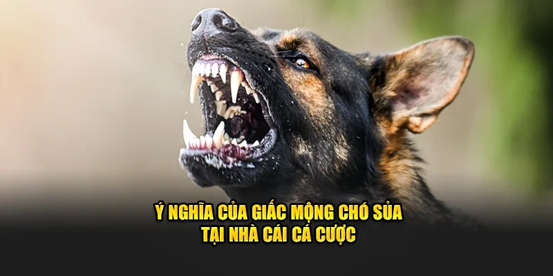 Ý nghĩa của giấc mộng chó sủa tại nhà cái cá cược